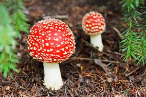 漂亮的毒蘑菇图片_1