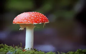 红色蘑菇图片_1