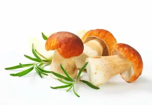 可食用的蘑菇图片_1