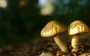 高清小蘑菇图片_1