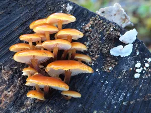 野生小蘑菇图片_1