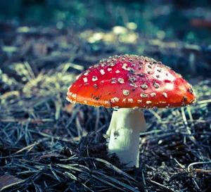 红色野蘑菇图片_1