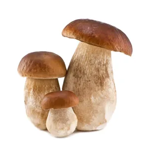 三个蘑菇白色背景图片_1