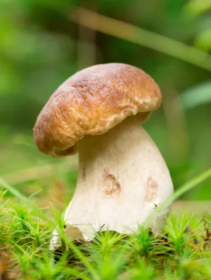 草地蘑菇近景图片_1