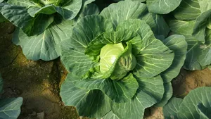 菜园卷心菜图片_1