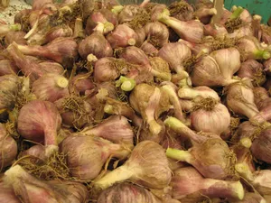 蔬菜蒜头图片_1
