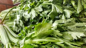 绿色芹菜图片