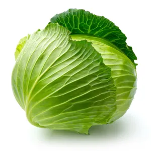 卷心菜图片_1