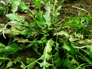 荠菜图片