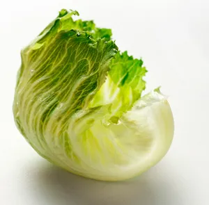 新鲜生菜图片下载