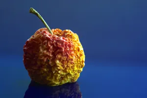 干苹果静物图片第1张