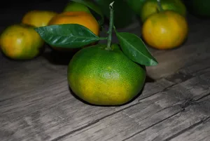 柑橘水果特写图片_1
