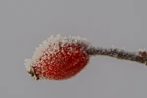 冰冻玫瑰果图片_1