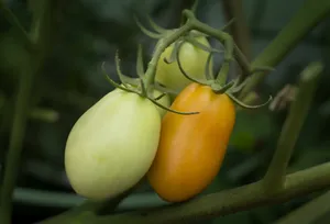 绿色小番茄图片第1张