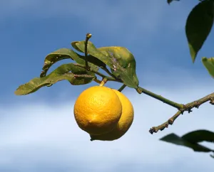 蓝天下柠檬果图片