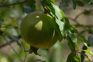 高清石榴摄影图片_1