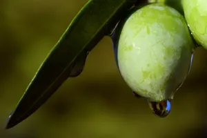 绿橄榄图片_1