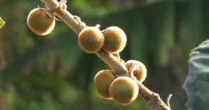 野生浆果图片第1张