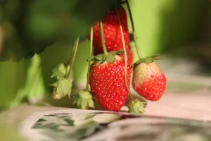 新鲜红草莓图片_1