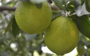 高清绿色柑橘图片