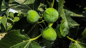 青涩无花果图片第1张