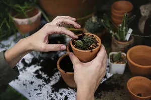 盆栽种植手势图片_1