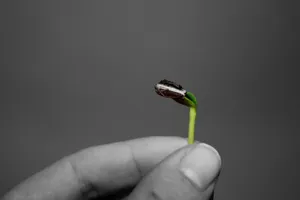 手里的嫩芽图片_1