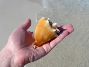 沙滩捡海螺图片第1张