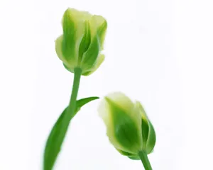1280郁金香 第一辑_5