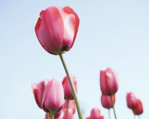 1280郁金香 第一辑_16