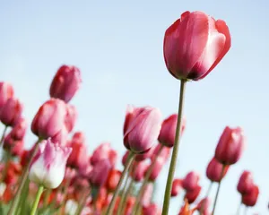 1280郁金香 第一辑_17