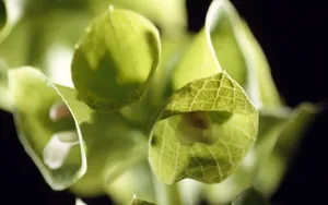 植物花卉纹理 第二辑_1