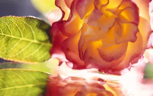 植物花卉纹理 第二辑_2