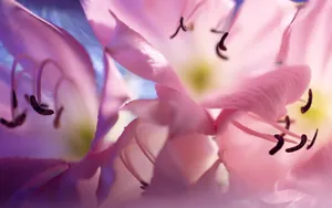 植物花卉纹理 第二辑_4