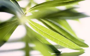 植物花卉纹理 第二辑_6