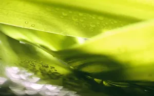 植物花卉纹理 第二辑_7