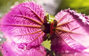 植物花卉纹理 第二辑_10