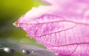 植物花卉纹理 第二辑_11