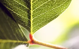 植物花卉纹理 第二辑_13