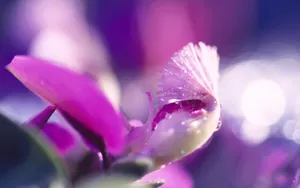 植物花卉纹理 第二辑_17