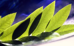 植物花卉纹理 第二辑_19