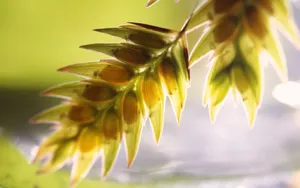 植物花卉纹理 第一辑