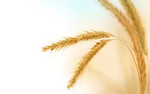 麦穗麦田 第二辑_17