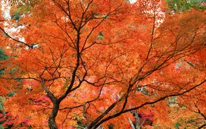 宽屏红叶 第二辑_5