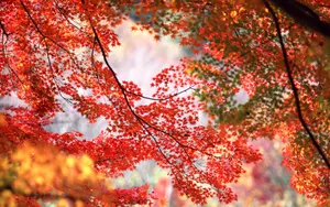 宽屏红叶 第二辑_19