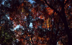宽屏红叶 第一辑_4