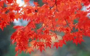 宽屏红叶 第一辑_17