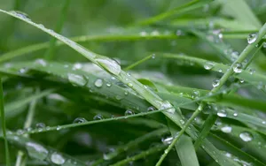超大叶脉花草 第二辑_2