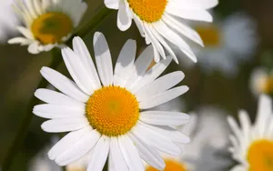 超大叶脉花草 第二辑_6