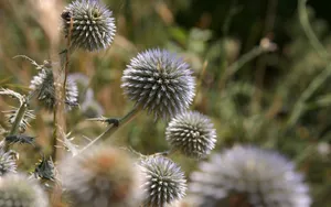 超大叶脉花草 第二辑_7